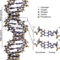 The structure of DNA.