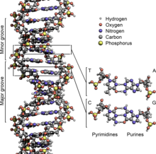 Illustration of major and minor groove in DNA