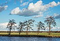 Elzen (Alnus) langs het Prinses Margrietkanaal.