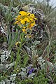 Erysimum capitatum