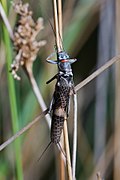 Eusthenia sp. (Plecoptera).