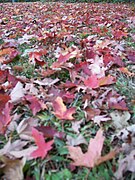 Fallen Acer leaves Hancock Village Brookline town Massachusetts New England.jpg