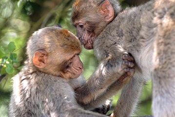 Barbary macaques
