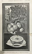 Grapefruit grown by Mr.P.G. Thelander, Palmwoods, Qld - circa 1920.jpg