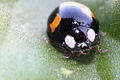 black variant of Harmonia axyridis forma spectabilis (1:1 macro)