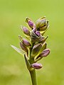   Bloemknoppen van een Hosta (geslacht). Focus stapel van 72 foto’s.