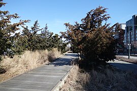 Hudson River Park td (2019-03-27) 046 - Tribeca Native Boardwalk.jpg