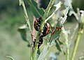 Melasoma-Blattkäfer / Leaf beetle