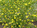 Fleurs de laitue cultivée (Lactuca sativa).