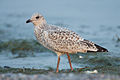 Ring-billed Gull (weeks old)