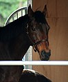 English: Dark brown horses like this one, were thought by some to have carry a pangare gene. However, genetic tests show that the light color of mouth is not caused by Pangare.