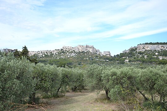 Olive trees - Oliveraie aux Baux de Provence - Olivenbäume, photo