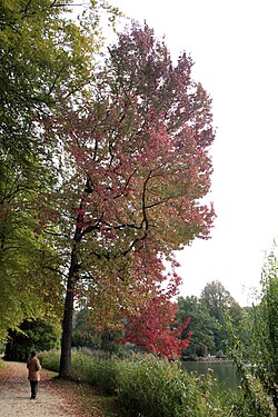 Liquidambar styraciflua