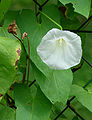 3. angeblich Convolvulus arvensis