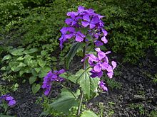 Lunaria annua flowers.jpg