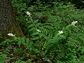 Maianthemum racemosum