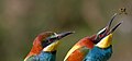 Pair of merops apiaster feeding cropped.jpg