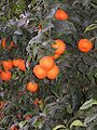 Naranja valencia: 1.614 ha