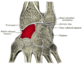 Cross section of wrist (thumb on left). Scaphoid (labelled as "Navicular") shown in red.
