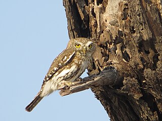 In die Nasionale Chobewildtuin, Botswana