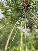 Pinus taiwanensis, Yakou, Taitung, Taiwan 04.jpg