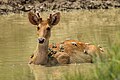 "SWamp_Deer_wiki.jpg" by User:Suyeshakc