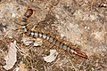 Scolopendra cingulata, kanstros yn Pow Frynk