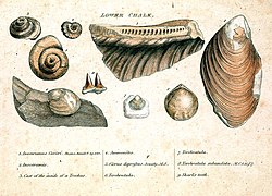 Smith fossils1.jpg