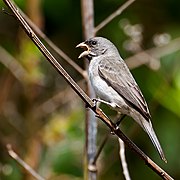 Sporophila caerulescens -Piraju, Sao Paulo, Brazil-8.jpg