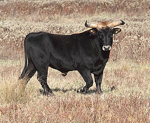 A bull with broad horns standing in a field, regarding the photographer.