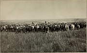 Ganadería de vacuno en Argentina, 1903. La ganadería de vacuno tiene una larga tradición en la cuenca del Río de La Plata.