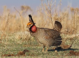 Gà đồng cỏ (Tympanuchus pallidicicinctus) trên lek ở Red Hills của Kansas