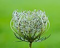 Uitgebloeide Daucus carota, (Wilde peen)..