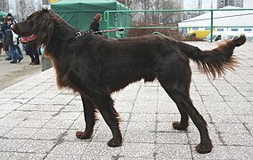 Perro de muestra alemán de pelo largo