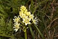 Zigadenus venenosus