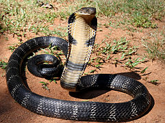 Kobra královská, nejdelší jedovatý had na světě