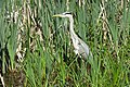 Reiger (Friesche Veen)