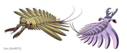 Amplectobelua and Lyrarapax are representatives of the amplectobeluidae which is a very inclusive family of mainly Chinese radiodonts.