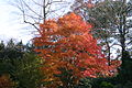 Fall colour of a green-leaf specimen