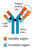 Antibody chains with variable regions constitute a pre-existing pool of diversity within a degenerate population.