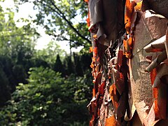 Chadwick Arboretum (28786418563).jpg