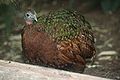 Congo Peafowl