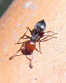 робоча мураха Crematogaster scutellaris