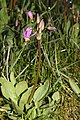 Dodecatheon pulchellum