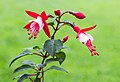 * Nomination Fuchsia 'Twinny'. The flowers of this cultivar usually do not fall down, but are twisted at an angle. --Famberhorst 18:08, 29 July 2017 (UTC) * Promotion Good quality. Lovely!! --W.carter 18:24, 29 July 2017 (UTC)