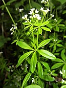 Galium trifloriforme