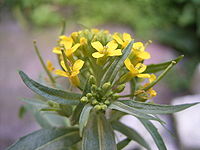 Erysimum cheiranthoides (Gewone steenraket)