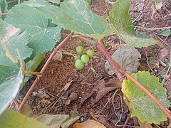 Grape plant 2.jpg