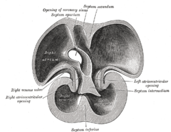 Interior of dorsal half of heart of human embryo of about thirty-five days. (Labeled as 'septum inferius')