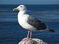 Image 17 Western Gull Photo credit: Daniel Schwen The Western Gull (Larus occidentalis) is a large white-headed gull that lives on the western coast of North America. It is a large gull, around 60 cm long with a white head and body, and gray wings. It has a yellow bill with a red subterminal spot (this is the small spot near the end of the bill that chicks peck in order to stimulate feeding). More selected pictures